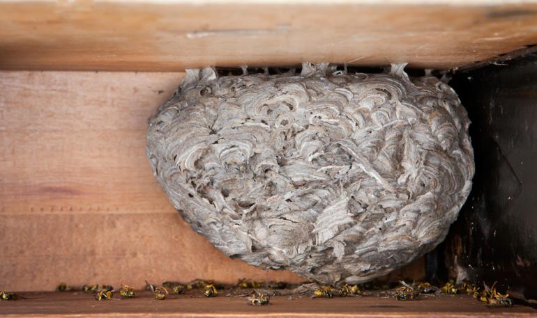 View Photo: German Wasp Nest