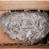 German Wasp Nest