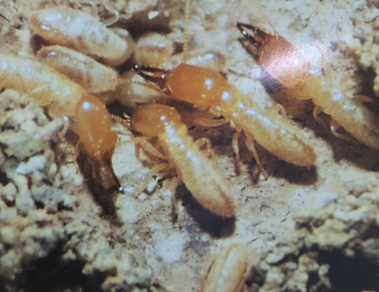 View Photo: Hetero Termites