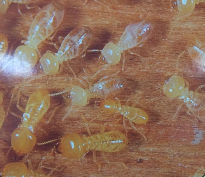 Schedorhino Termites