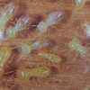 Schedorhino Termites