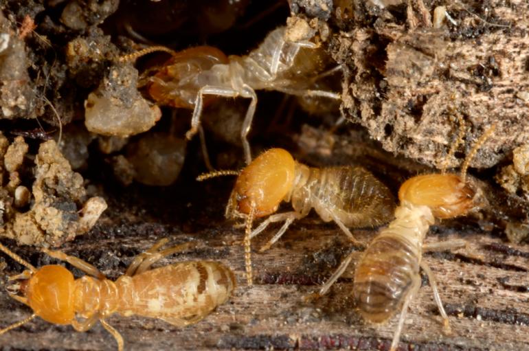 Termite Control Solutions