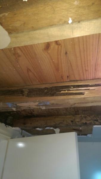 View Photo: Termite Damage in Home
