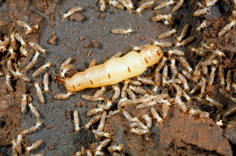 View Photo: Termite Queen