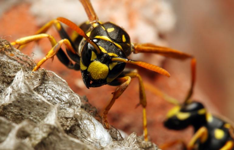 View Photo: The Common Wasps