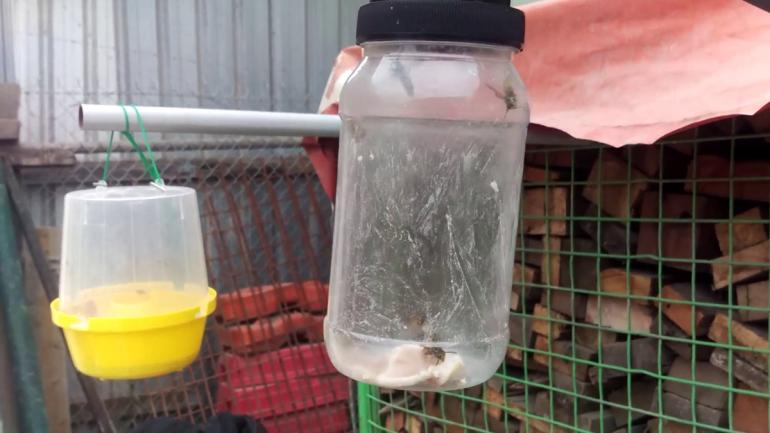 View Photo: Wasp Control Melbourne
