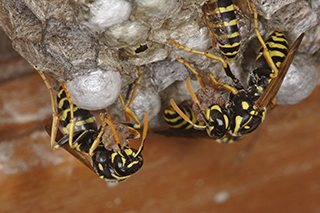 View Photo: Wasps Nest
