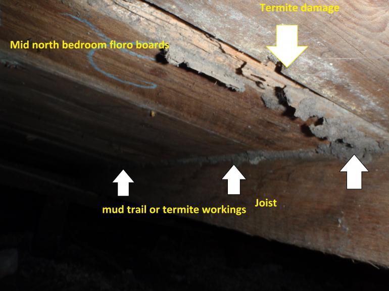 View Photo: Termites