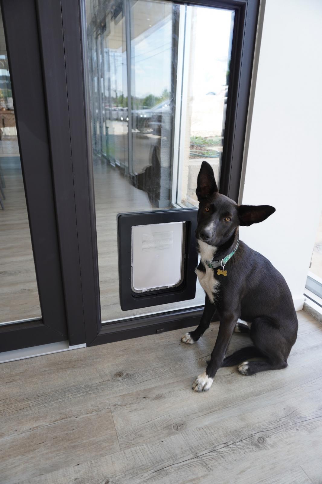 View Photo: Dog (and Cat) doors available