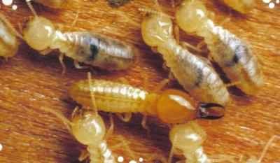 Termites 