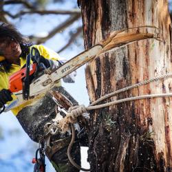 View Photo: Safe Tree Removal Melbourne | Certified Arborists - The Yard