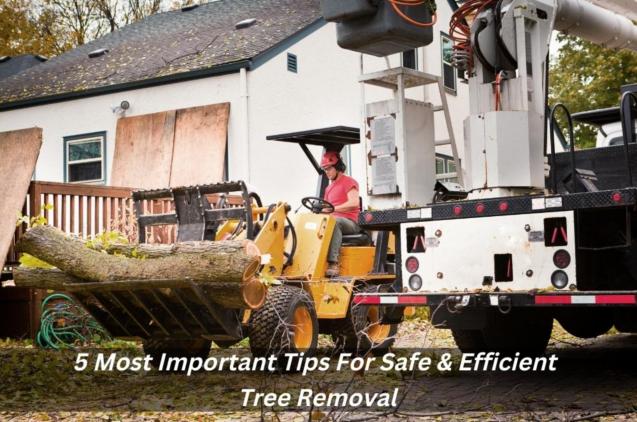 5 Most Important Tips For Safe & Efficient Tree Removal