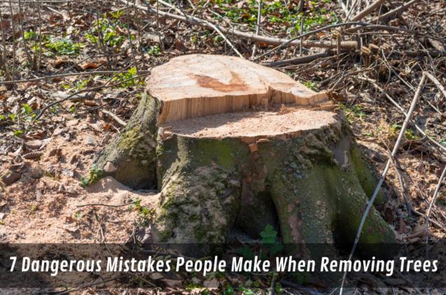 7 Dangerous Mistakes People Make When Removing Trees