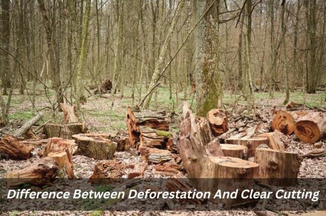 Read Article: Difference Between Deforestation And Clear Cutting