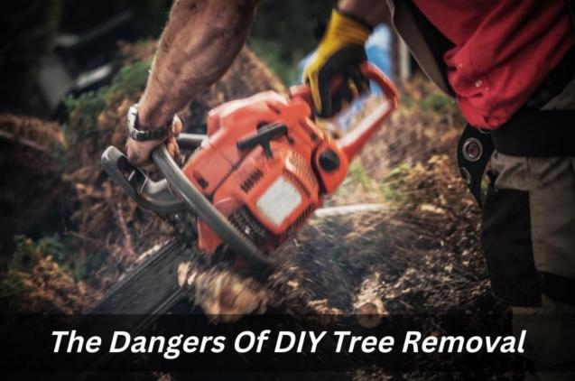 The Dangers Of DIY Tree Removal