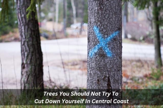Read Article: Trees You Should Not Try To Cut Down Yourself In Central Coast