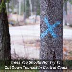 Trees You Should Not Try To Cut Down Yourself In Central Coast