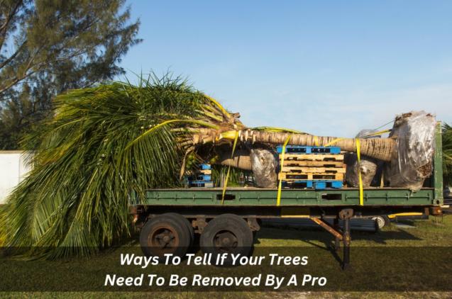 Read Article: Ways To Tell If Your Trees Need To Be Removed By A Pro