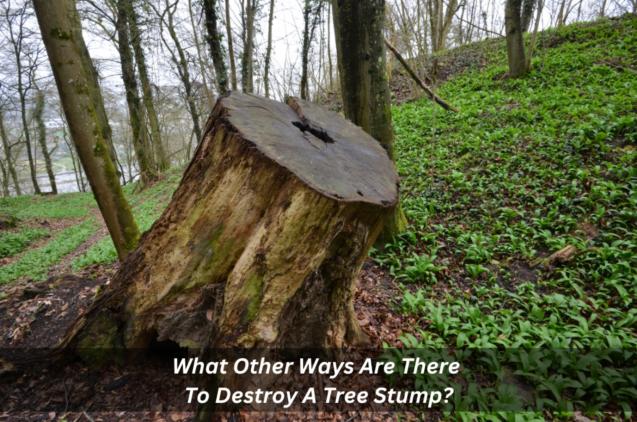 What Other Ways Are There To Destroy A Tree Stump?
