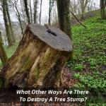 What Other Ways Are There To Destroy A Tree Stump?