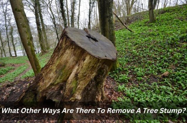 Read Article: What Other Ways Are There To Remove A Tree Stump?