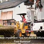5 Most Important Tips For Safe & Efficient Tree Removal