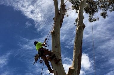 View Photo: Tree Removal Newcastle