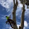 Tree Removal Newcastle