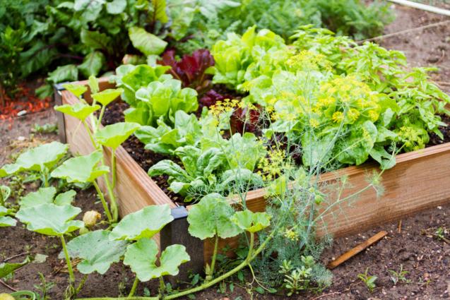 Read Article: 5 Secrets to a Successful Veggie Garden from a Green Thumb