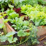 5 Secrets to a Successful Veggie Garden from a Green Thumb