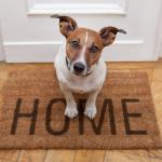 Keeping Your Animals Safe During Home Renovations