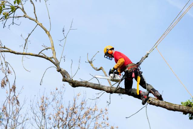 A Comprehensive Guide: Addressing the Challenges in DIY Tree Removal