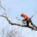 Read Article: A Comprehensive Guide: Addressing the Challenges in DIY Tree Removal