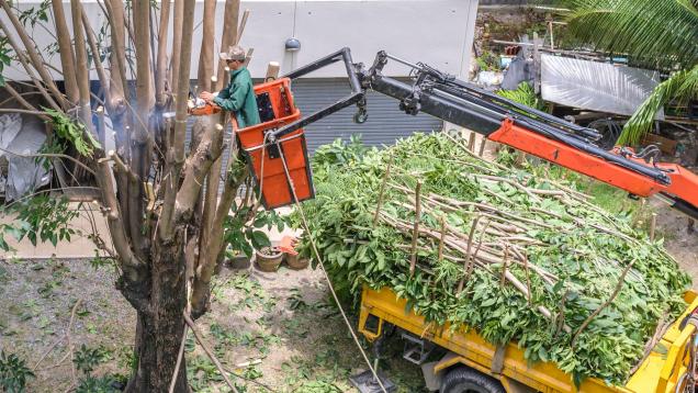 Read Article: Can I Cut Down Trees on My Property? NSW Tree Removal Laws