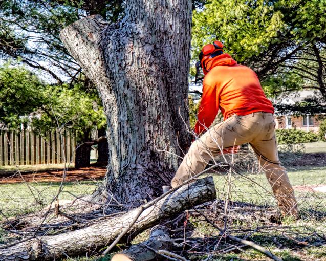 The Environmental Impact: Comparing Tree Pruning and Tree Removal