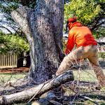Read Article: The Environmental Impact: Comparing Tree Pruning and Tree Removal