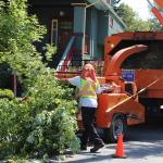 The Indispensable Tools for a Successful Tree Removal Process