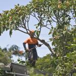 Tree Removal Regulations in Waverley