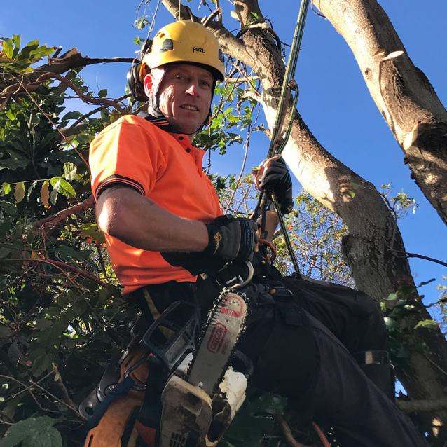 Read Article: Tree Removal Regulations Randwick Council