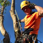 Tree Removal Regulations Waverley Council