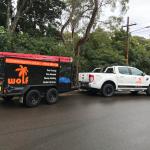 Tree Removal Services in Sutherland Shire