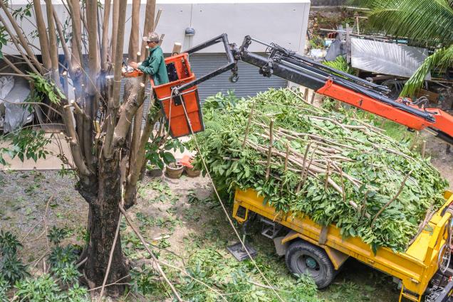 Read Article: What Is an Arborist's Role in Tree Care