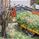 What Is an Arborist's Role in Tree Care