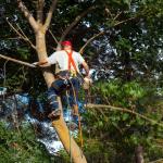 Wolf Trees and Gardens Guide to Tree Removal In Woollahra