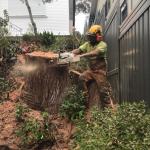 How Much Does it Cost to Remove a Tree in Sydney